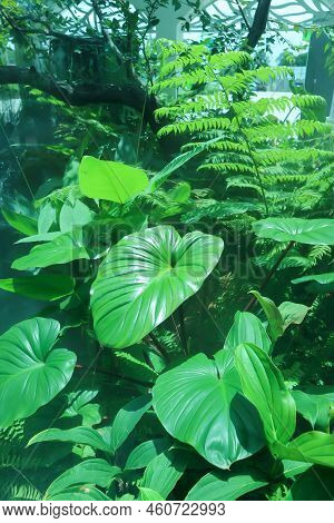 Homalomena Rubescens ,homalomena And Fern In The Garden