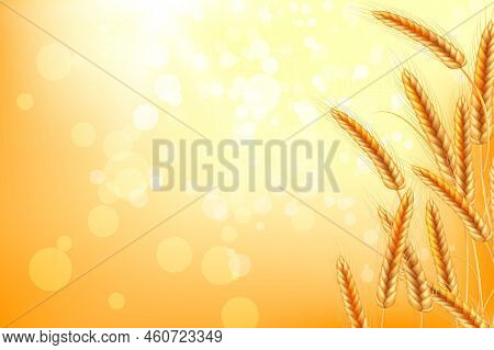 Wheat Field In Sunlight.background Of Spikelets Of Wheat With Grains,ears And Stalks.realistic Illus