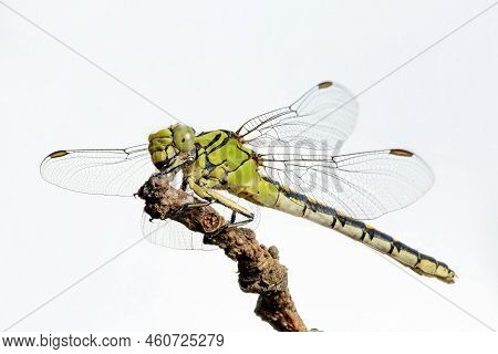 Large Green Dragonfly Female Green Snaketail (ophiogomphus Cecilia) On A Dry Twig Against The Sky