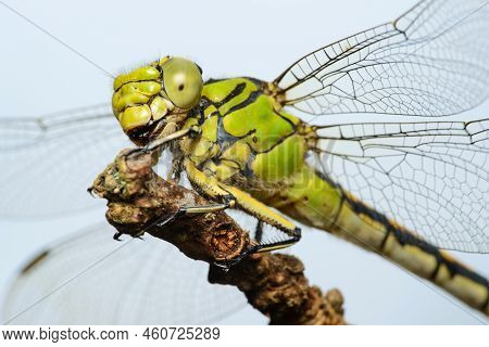 Large Green Dragonfly Female Green Snaketail (ophiogomphus Cecilia) On A Dry Twig Against The Sky