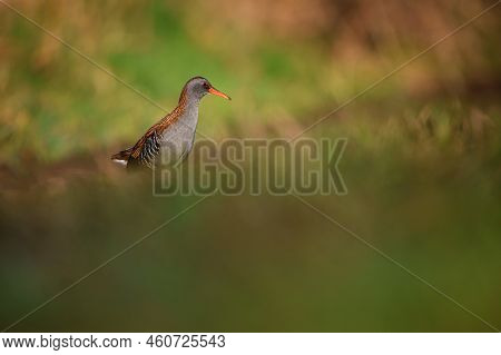 The Water Rail Or Rallus Aquaticus Is A Bird Of The Rail Family Which Breeds In Well Vegetated Wetla