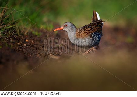 The Water Rail Or Rallus Aquaticus Is A Bird Of The Rail Family Which Breeds In Well Vegetated Wetla