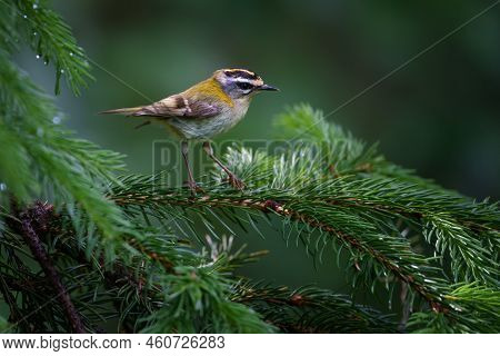 The Common Firecrest Also Known As The Firecrest
