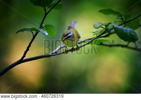 The Common Firecrest Also Known As The Firecrest