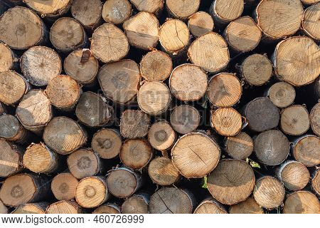 A Pile Of Birch Logs. Lumber Made Of Birch Logs. Logging Season. Folded Lumber Outdoors. Wooden Back