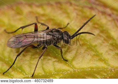 Closeup On A Dark Colored Spider Wasp,auplopus Carbonarius, Sitting On A Green Leaf In The Field