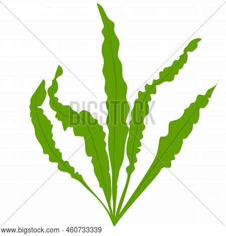 Cute Aquarium Plants. Vector Illustration In Cartoon Style