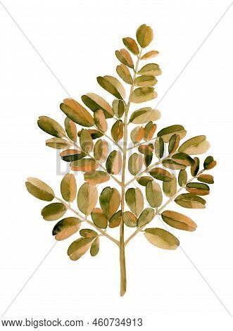Autumn Dry Tree Branch. Dried Tree Frond. Watercolour Illustration Isolated On White Background.