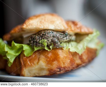 Tasty Croissant Sandwich With Egyptian Green Toad