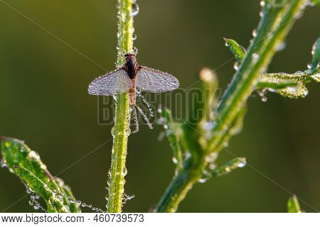 Imago Of Ephemeroptera Mayfly Sits On Grass With Dew Drops On Wings At Summer Morning