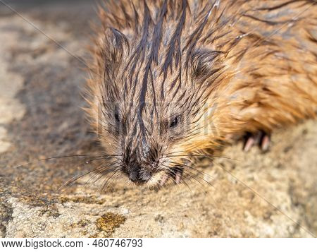 Portrait Of A Muskrat, Ondatra Zibethicus, Rodent Found In Wetlands. Muskrat, Ondatra Zibethicus, Wa