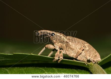 Weevil