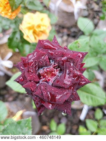 Close-up Photo Of A Black Rose Plant In The Garden