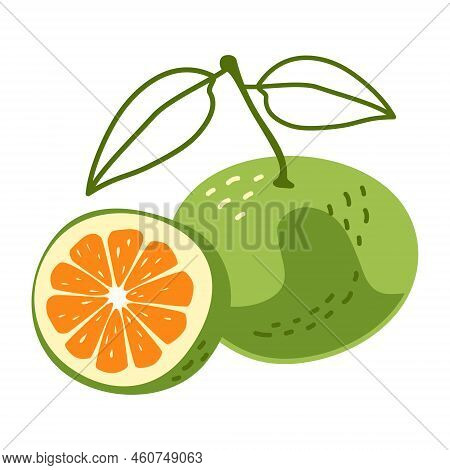 Citrus Plant Sviti With A Leaf And A Slice. Healthy Fruits. Vector Illustration In Hand-drawn Style 