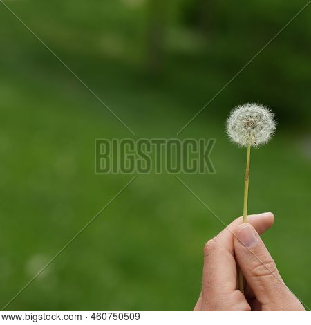 Holding A Dandelion In One Hand Ready To Be Blown