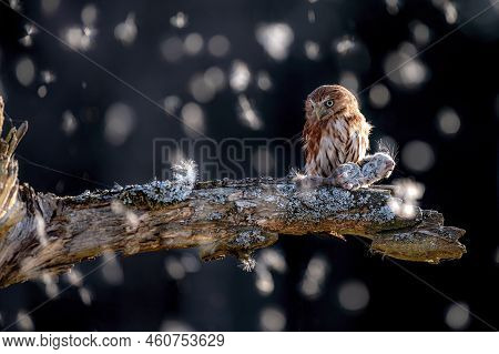 Eurasian Pygmy Owl - Glaucidium Passerinum - Sitting On A Branch