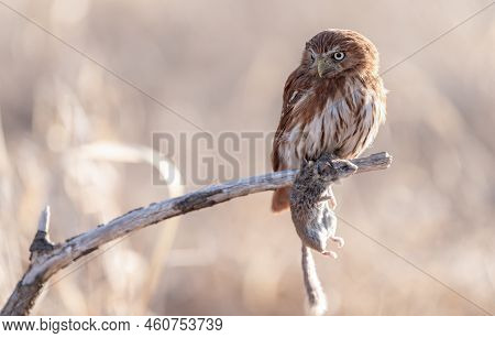 Eurasian Pygmy Owl - Glaucidium Passerinum - Sitting On A Branch
