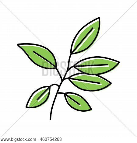 Ebony Leaf Color Icon Vector. Ebony Leaf Sign. Isolated Symbol Illustration