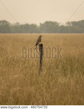 Common Kestrel Or European Kestrel Or Falco Tinnunculus Bird Perched On Branch During Winter Migrati