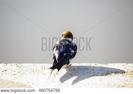 A Collared Swallow Perched On A Surface Of The African Savannah Attentive To The Surrounding Environ