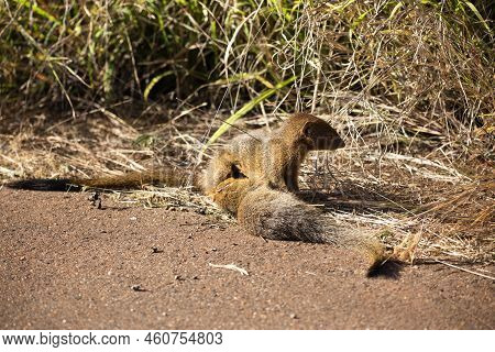 The Rufa Mongoose Or Slender Mongoose Is A Species Of Carnivorous Mammal That Inhabits The African S