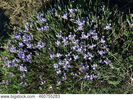 Flowering Plant In The Mountains Of Spain Erinacea Anthyllis. Blue Flowers. Alicante. Thorn Bush.