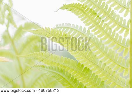Fresh Green Fern Light Backgrounds. Tropical Foliage In Nature Landscape