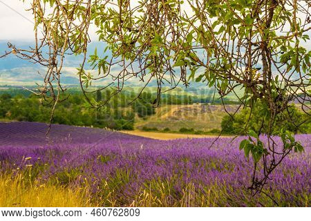 Olive Trees And Lavender Fields, Provence In France