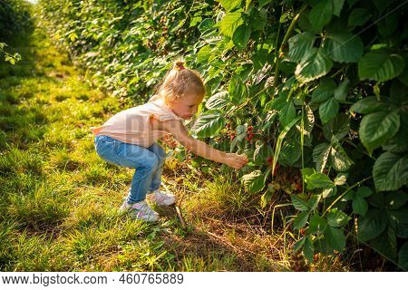 Little Girl Picking Blackberry In Raspberry Self-picking Plantation In Czech Republic
