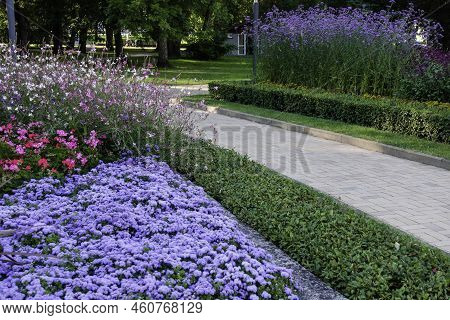 Floral Landscaping In City Park. Lush Flower Bed With Pink, Purple, Blue And Flowers Near Pedestrian