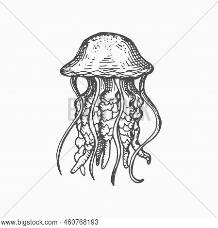 Sea Jellyfish Isolated Medusa Monochrome Sketch Icon. Vector Swimming Marine Creature, Sea Jellies P