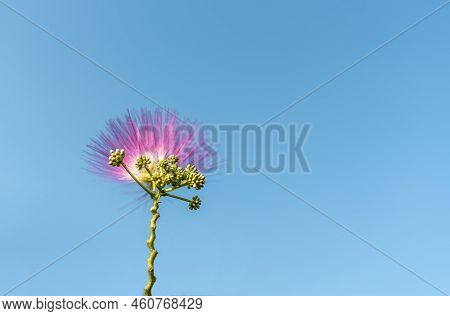 Pink Lilac Albizia Julibrissin Flower And Seeds Unfold Against Blue Sky Plant Texture Abstract Backg