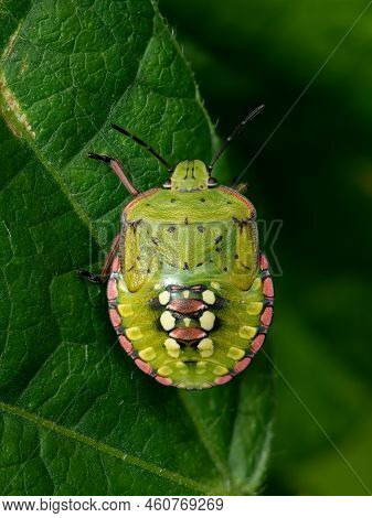 A Southern Green Shield Bug (nezara Viridula) Sitting On A Leaf, Fifth Instar