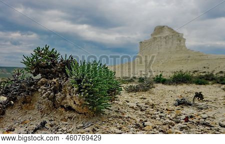 Northern Kazakhstan. Tianshan Anabasis Is An Unusual Ancient Plant Of The Horsetail Family Growing A