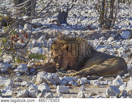 Big Male Maned Lion Relaxing In The Shade Of A Mopane Tree On The Rocky Ground In Etosha National Pa