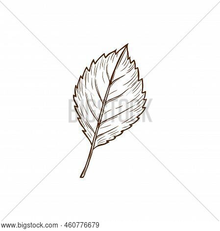 Sketch Elm Leaf, Vector Autumn Foliage, Fallen Ulmus Tree Leaf Of Brown Color With Streaks And Notch