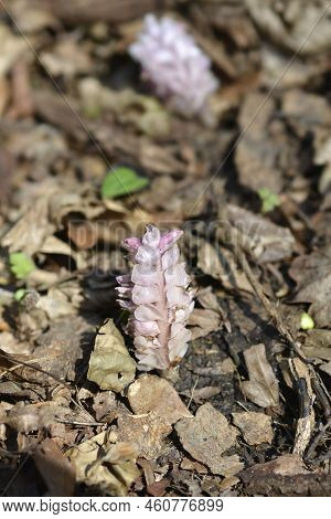 Common Toothwort Pink Flower In The Spring