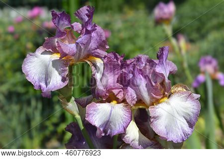 Tall Bearded Iris Decolletage Flowers In The Garden