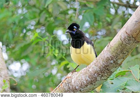 A Plush Crested Jay Birds Perching On The Rainforest Tree Of Iguazu Falls National Park, Puerto Igua