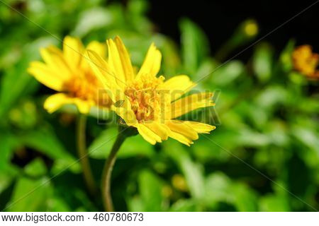 Yellow Flowers In The Garden For The Background Close-up Shot Of Flowers In The Front Garden In Bloo