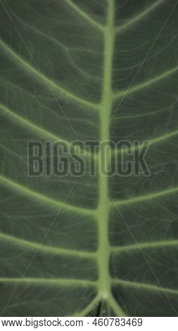 Background Image And Natural Pattern Of The Plant Xanthosoma Taioba Also Known As Elephant Plant