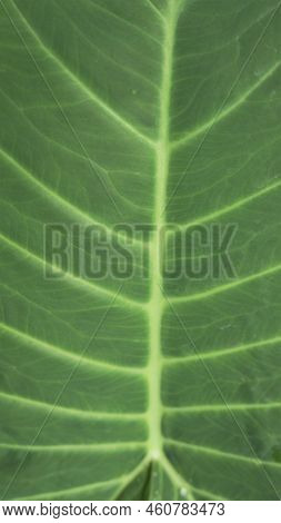 Background Image And Natural Pattern Of The Plant Xanthosoma Taioba Also Known As Elephant Plant