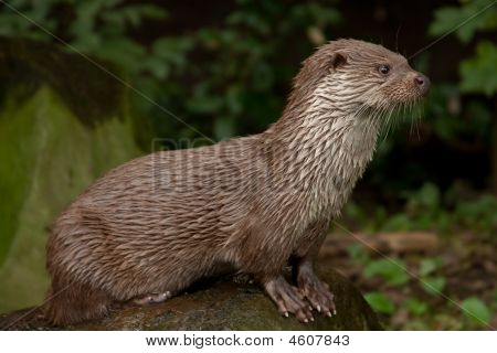 Lontra