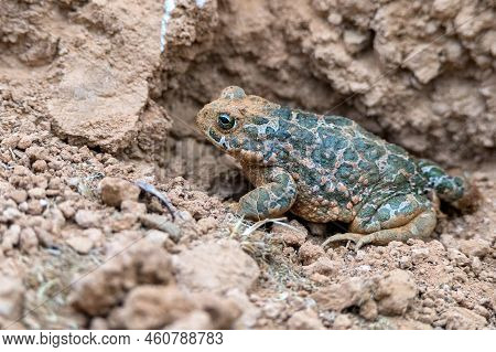 Close Up Of European Green Toad Or Bufo Viridis