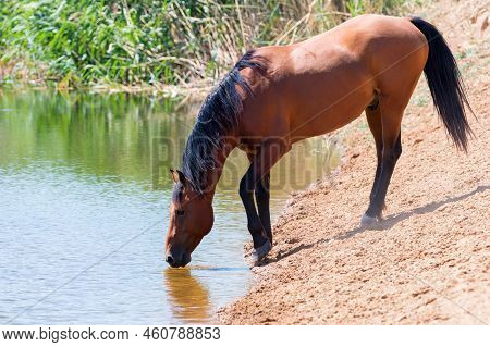 Wild Horse Drinks Water In Steppe In Kalmykiya