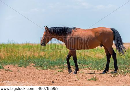 Portrait Of Wild Bay Stallion In Summer Steppe