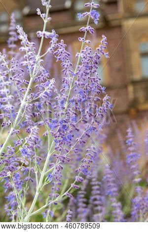 Close Up Of Russian Sage (salvia Yangii) Flowers In Bloom