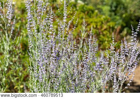 Close Up Of Russian Sage (salvia Yangii) Flowers In Bloom