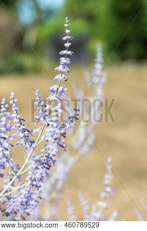 Close Up Of Russian Sage (salvia Yangii) Flowers In Bloom