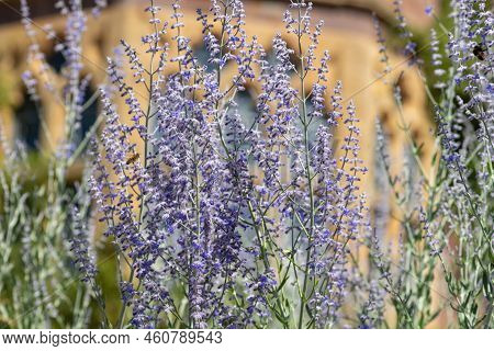 Russian Sage (salvia Yangii) Flowers